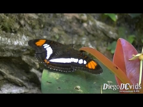 download lagu mp3 mp4 Adelpha Butterfly, download lagu Adelpha Butterfly gratis, unduh video klip Adelpha Butterfly