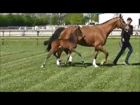 Finest Hengstfolen 0173-2355794 Finest - Dormello - Sandro