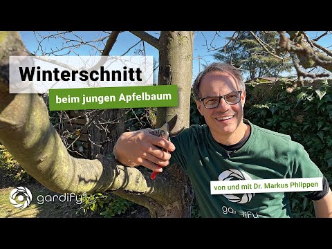 Pruning a young apple tree – essential for a good harvest and healthy growth! | gardify Tips