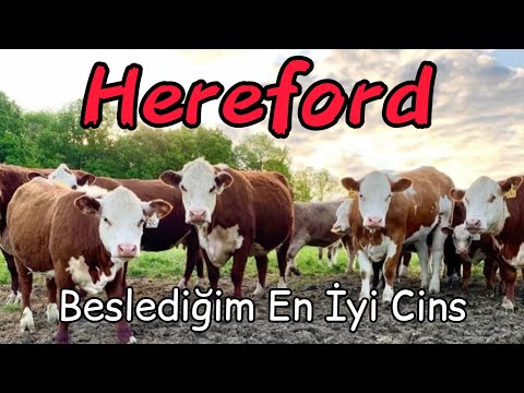 , title : 'Hereford Sığırlarının Özellikleri Nelerdir? vücut yapısı buzagı verimi süt miktarı'