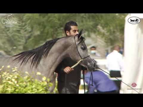 N 6 JOURY AL ZAIN   1st Bahrain Straight Egyptian Show 2021   Yearling Fillies Championship Class 1
