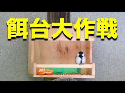 野鳥への餌やりはいつやめるべきですか?