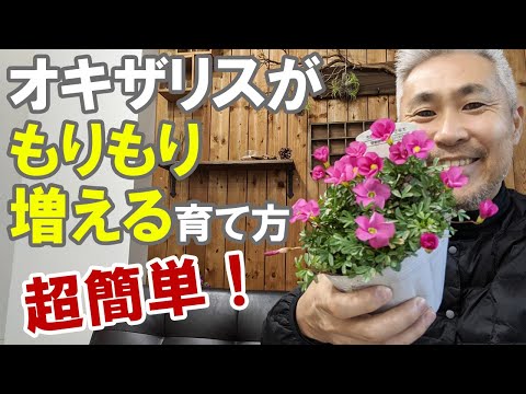 ススキの管理方法は？エレファントグラスの植え方、剪定、肥料のやり方に関するヒント  庭園