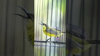 Download lagu SOGON BETINA PIKAT MEMANGGIL JANTAN #sogongacor #sogonbetina #pancingansogon mp3 Download lagu SOGON BETINA PIKAT MEMANGGIL JANTAN #sogongacor #sogonbetina #pancingansogon mp3