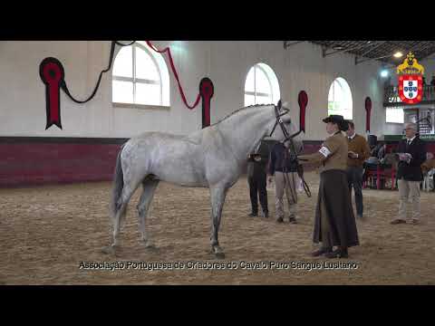 221022 14 Finório - Aprovação de Garanhões