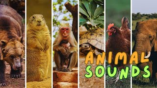 Wild Animal Sounds: Elephant, Buffalo, Cow, Bear, Monkey, Duck, Deer - Animal Videos