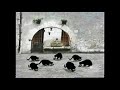SESAME STREET PARODY OF EPISODE 4031 NUMBER OF THE DAY 7 7 CATS