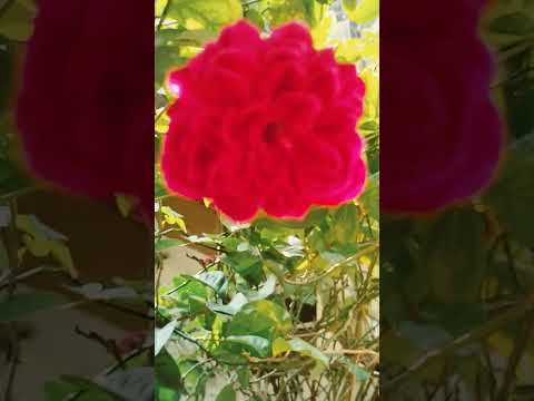 #How flowers make beauty to nature.its blooming & smell make nature special.