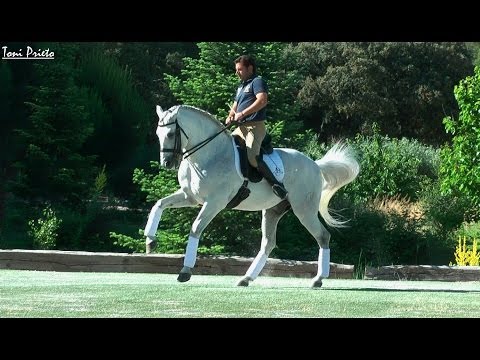 CODE [923] DRESSAGE GRAND PRIX ANDALUSIAN HORSE - ALVARO DOMECQ BRANDED - PIRO FREE