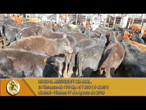 17-08-18 Venta de Hembras - Hugo R. Aristegui y Cia S.R.L. - Cacharì