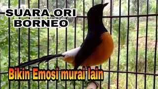 Download lagu Suara Murai batu Borneo Ori | Bikin murai lain terpancing emosi mp3 Download lagu Suara Murai batu Borneo Ori | Bikin murai lain terpancing emosi mp3