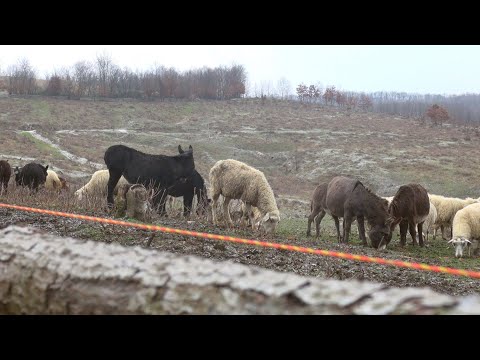 Kako izgleda suživot desetak vrsta životinja? - Zlatno klasje #245