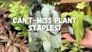 🪴All the Must-Haves! Staple Houseplants at This Nursery 🌱