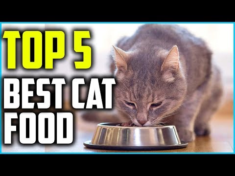 Best Cat Food For Bengals  in 2021