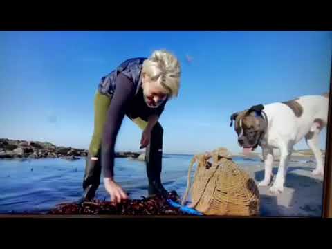 Foraging for Seaweed in Guernsey