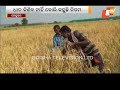 keonjhar farmers allege distribution of low grade paddy seeds