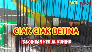 Download lagu CIAK CIAK BETINA UNTUK PANCINGAN DI ALAM LIAR 💯 AMPUH LANGSUNG NEMPEL BIRAHI mp3 Download lagu CIAK CIAK BETINA UNTUK PANCINGAN DI ALAM LIAR 💯 AMPUH LANGSUNG NEMPEL BIRAHI mp3