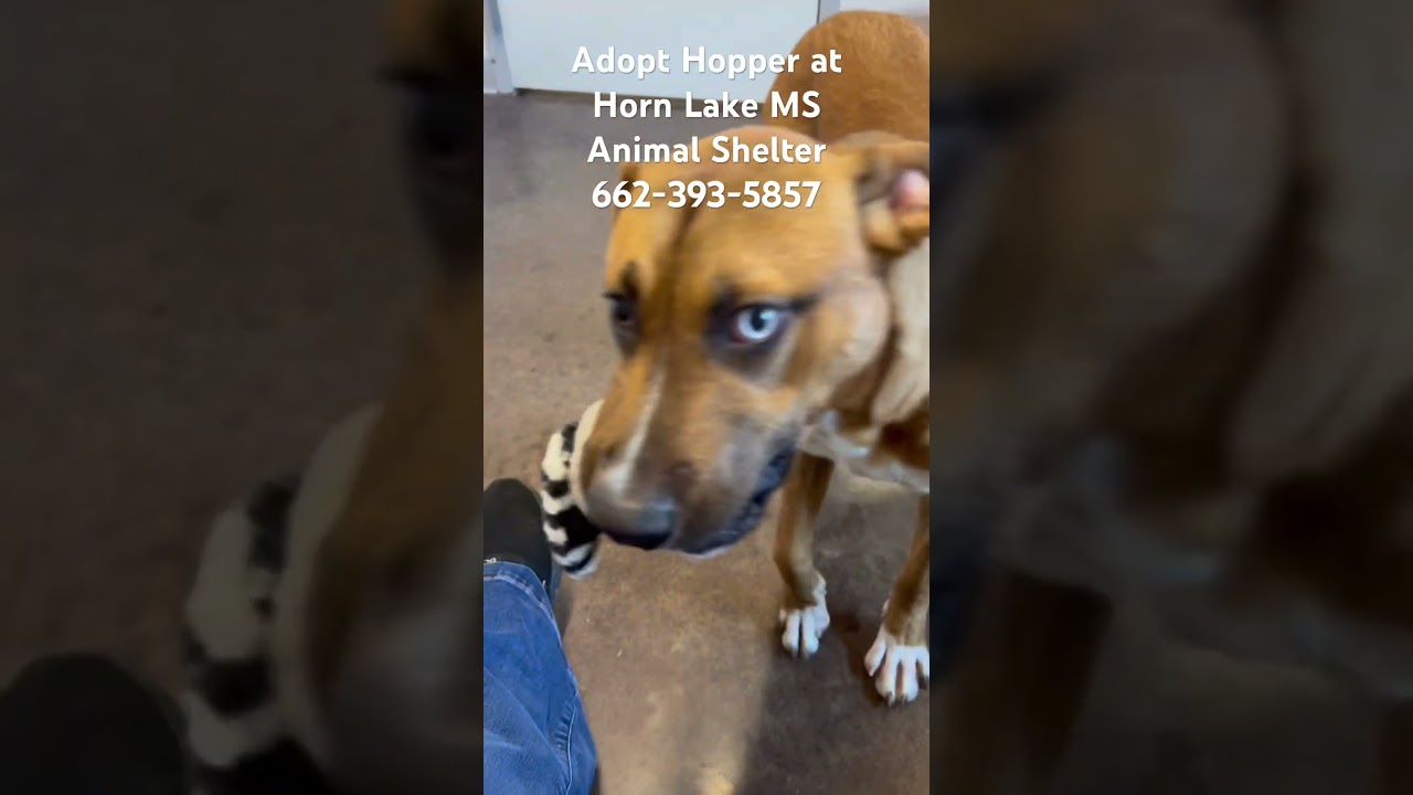 Hopper, a Adoptable mixed breed in Horn Lake, MS video 6/6