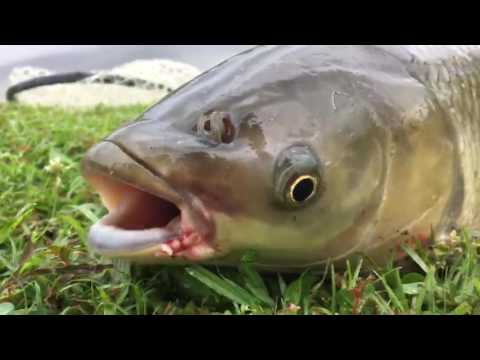 BIG Grass Carp Puts Up CRAZY Fight