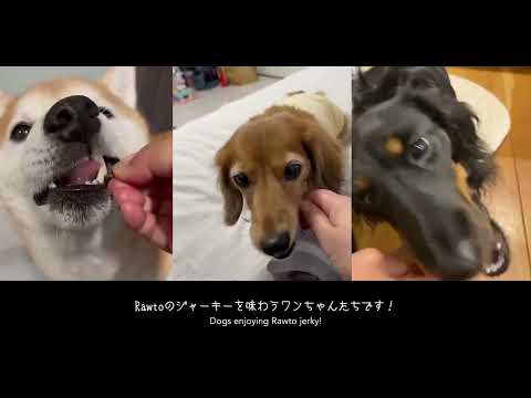 rawto 鹿肉ジャーキー　ワンちゃんたちが見せる「最高においしい」表情