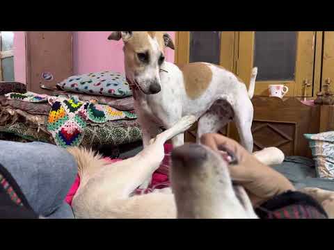 Indie dogs play fight | coco or tiger ka jhagda | dog parenting vlogs