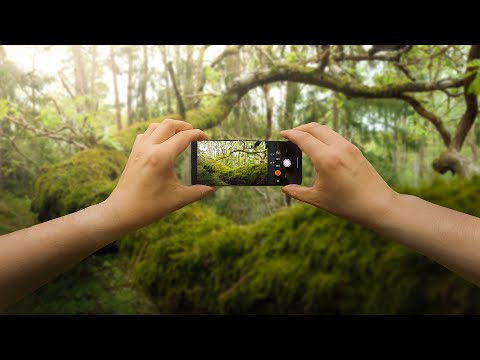 Xperia 1 V - Relaxing POV Forest Photography