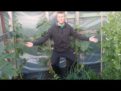 Giant Sunflowers, Giant Cucumbers Ready, Zucchini to Squash | Growing Giant Vegetables