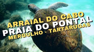 Mergulho com as Tartarugas na Praia do Pontal em Arraial do Cabo