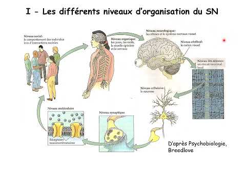 Neuroscience | Organization and Function of the Nervous System | Video 1