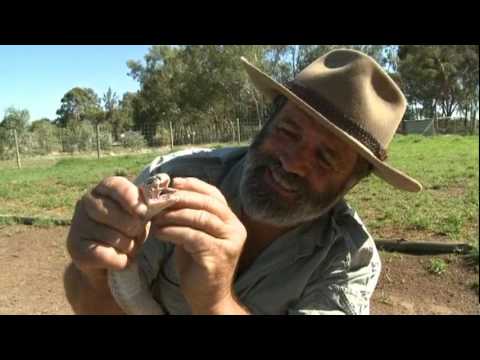 Rob Bredl - Cobra v Brown Snake