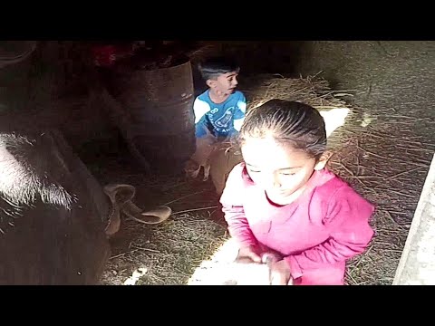 આજ હેત્વી એ ડોગનું રેસક્યુ કર્યું||Today Hetavi rescued the dog #rjgujuvlog #viralvideo