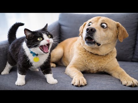 Fight Cat VS Dog | Angry Cats | Funny cat and Dog