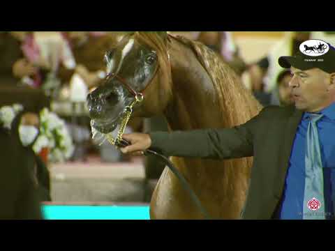 N 220 CAVALLI   PSAIAHF 2023   Stallions 10+ Years Old Class 12