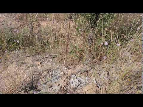 download lagu mp3 mp4 Great Headed Garlic, download lagu Great Headed Garlic gratis, unduh video klip Great Headed Garlic