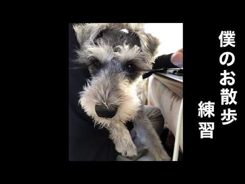 ミニチュアシュナウザーの子犬のお散歩練習♪