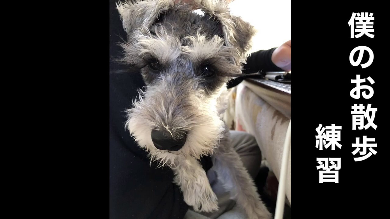 ミニチュアシュナウザーの子犬のお散歩練習♪