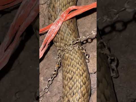Xích rắn #snake #ularkasur #animals #ularbesar