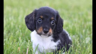 Video preview image #1 Dachshund Puppy For Sale in NEWBURG, PA, USA