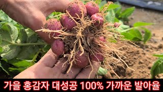 가을 홍감자 대성공 거의 100%발아율~노란감자,빨간감자,홍심이,주말농장,텃밭,귀농귀촌