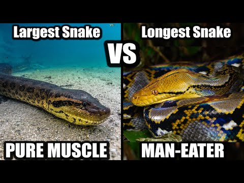 Green Anaconda vs Reticulated Python: Who's the Queen of Snakes?