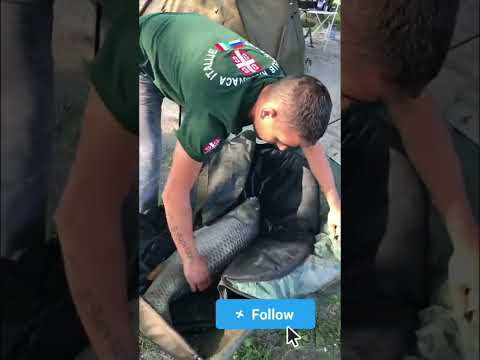 Pecanje šarana i budjenje 12 kg lep početak 🎣🎣🎣🔝🔝🔝🍌🍌🍌🍌😛