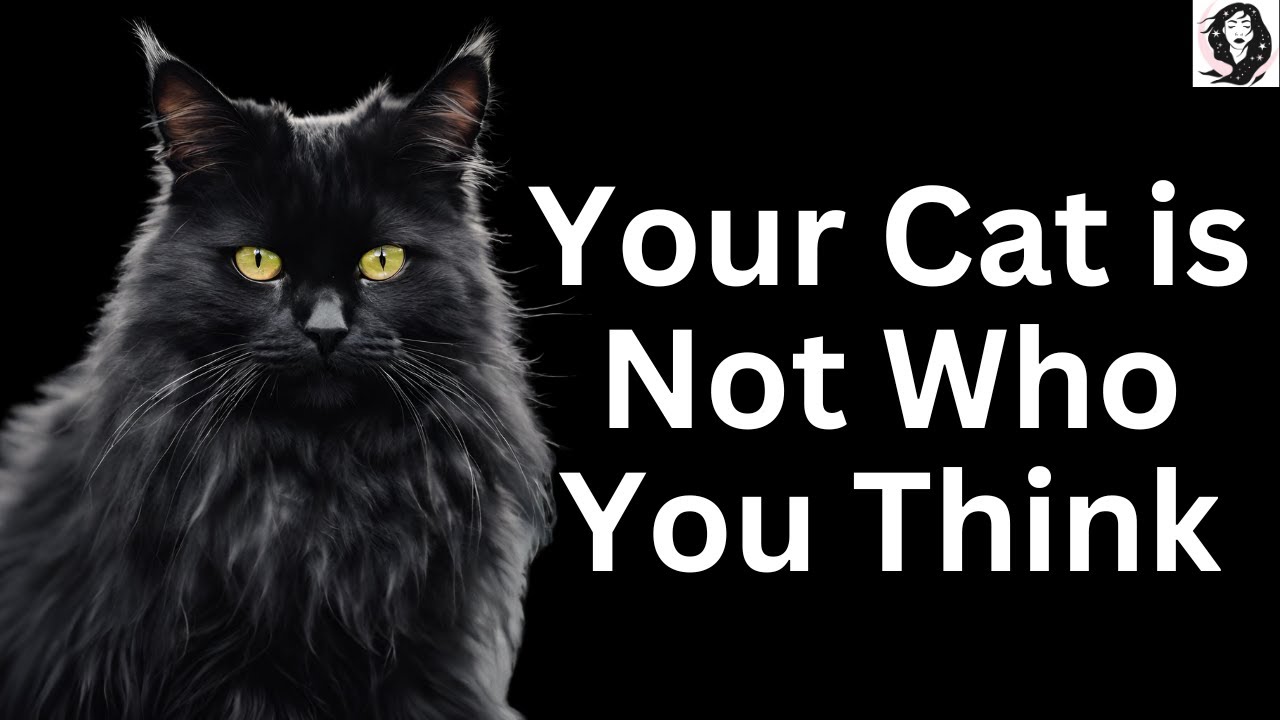 Your Cat is in Your Life for a Reason - Spiritual Significance of Cats