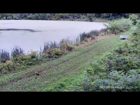 2021 08 20 Hawk 1121 1121AM