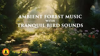 Enchanted Forest Ambience, Peaceful Music Relaxing, Stress Relief Music, Calming Music, Bird Song