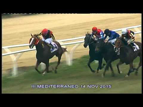 Galoppo Corse del 14 NOVEMBRE 2015
