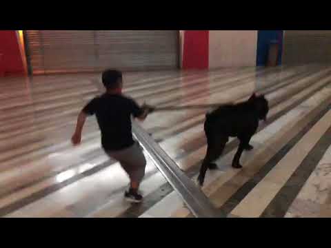 Gaetanino e il suo Chiwawa