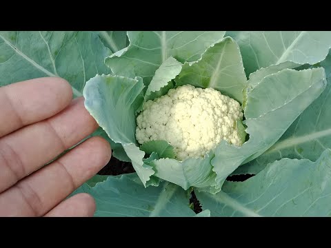 , title : 'Cách trồng Súp lơ trắng ( bông cải trắng) trong chậu. | How does cauliflower grow?'