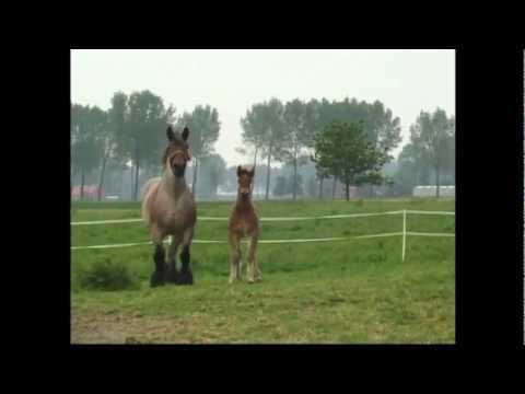 Rebecca van 't Zwaluwnest - Belgian Draft Horse