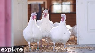 Live Webcam with Turkeys