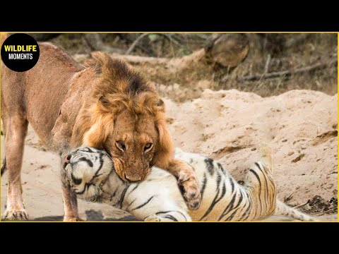 The Fierce Battles of Tigers in the Wild
